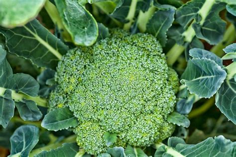 Broccoli seeds with a touch of magic